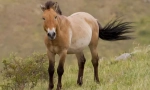 Konj przewalski